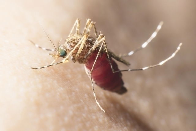 Mosquito da malária