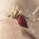 Malaria (paludismo): qué es, síntomas y tratamiento