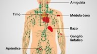 Cáncer linfático: qué es, síntomas y cómo se hace el tratamiento