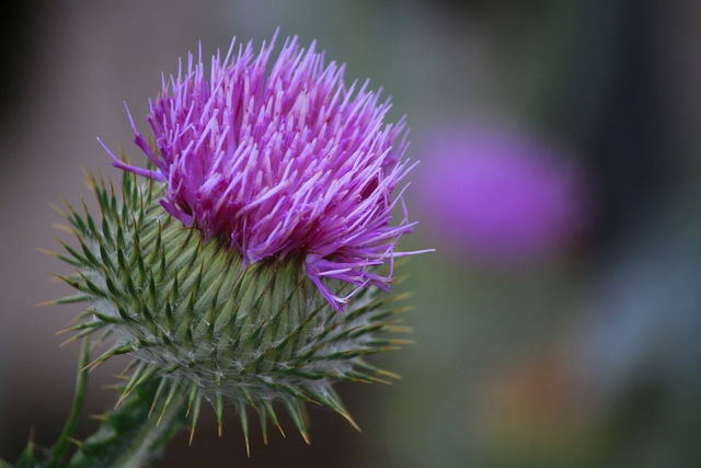 Cardo mariano (Silybum marianum) 