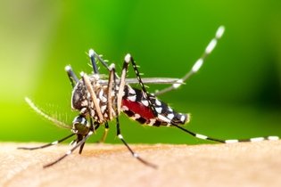 Imagem ilustrativa do artigo Como identificar o Aedes aegypti (mosquito da dengue)