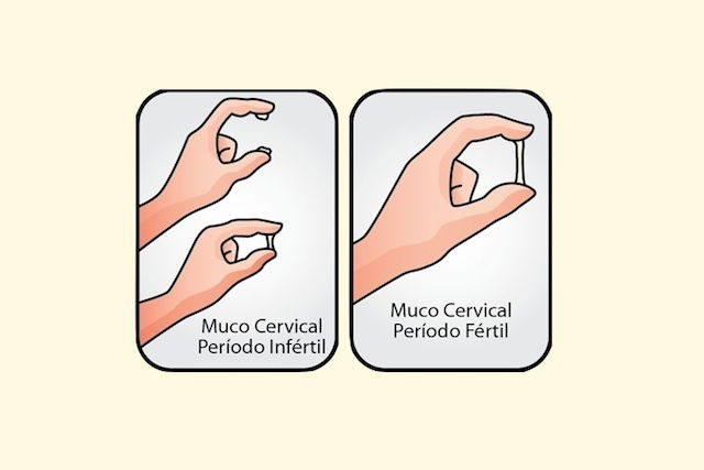 Calcule seu Período Fértil e Data da Ovulação