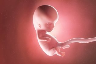 Imagen ilustrativa del artículo 10 semanas de embarazo: desarrollo del bebé y cambios en la mujer