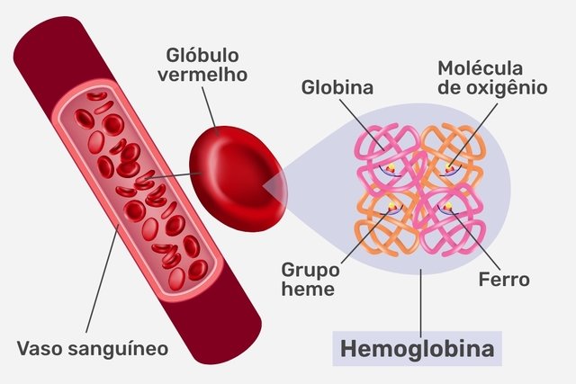 O Que é Hemoglobina