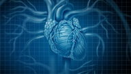Cardiomegalia (corazón grande): síntomas, grados y tratamiento 