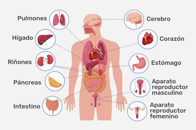 diagrama de órganos del cuerpo humano femenino