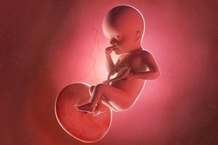 Imagen ilustrativa del artículo 25 semanas de embarazo: desarrollo del bebé y cambios en la mujer