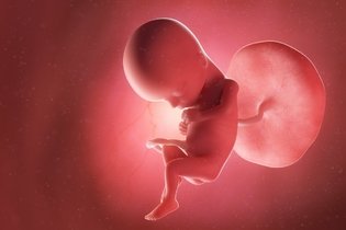 Imagen ilustrativa del artículo 15 semanas de embarazo: desarrollo del bebé y cambios en la mujer