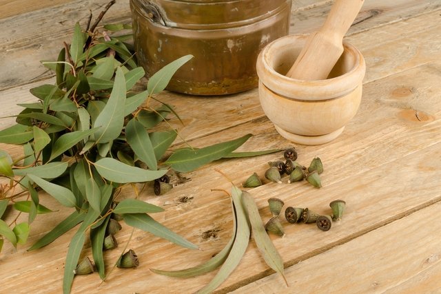 Eucalyptus Tea: 6 Health Benefits, How to Make & Side Effects