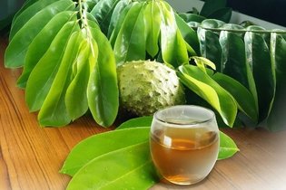 Té de hojas de guanábana: beneficios, contraindicaciones y cómo prepararlo