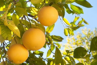 Benefícios da Toranja para Saúde