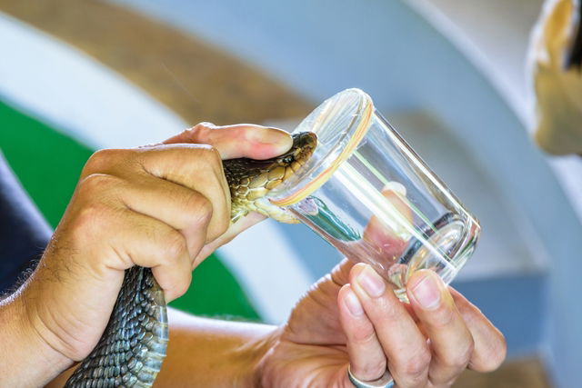 Desespero! Criança é picada após pisar em serpente venenosa; vídeo, Curiosidades