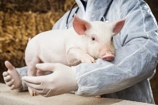 Imagen ilustrativa del artículo Gripe porcina: síntomas, transmisión y tratamiento