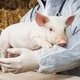 Gripe porcina: síntomas, transmisión y tratamiento
