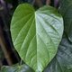 Kava kava: qué es, para qué sirve y cómo tomarlo
