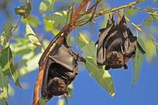 Imagem ilustrativa do artigo Doenças transmitidas por morcegos e como evitar