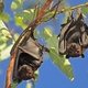Enfermedades transmitidas por murciélagos (y cómo evitar)