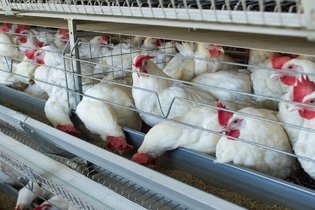 Gripe aviar: qué es, síntomas y tratamiento