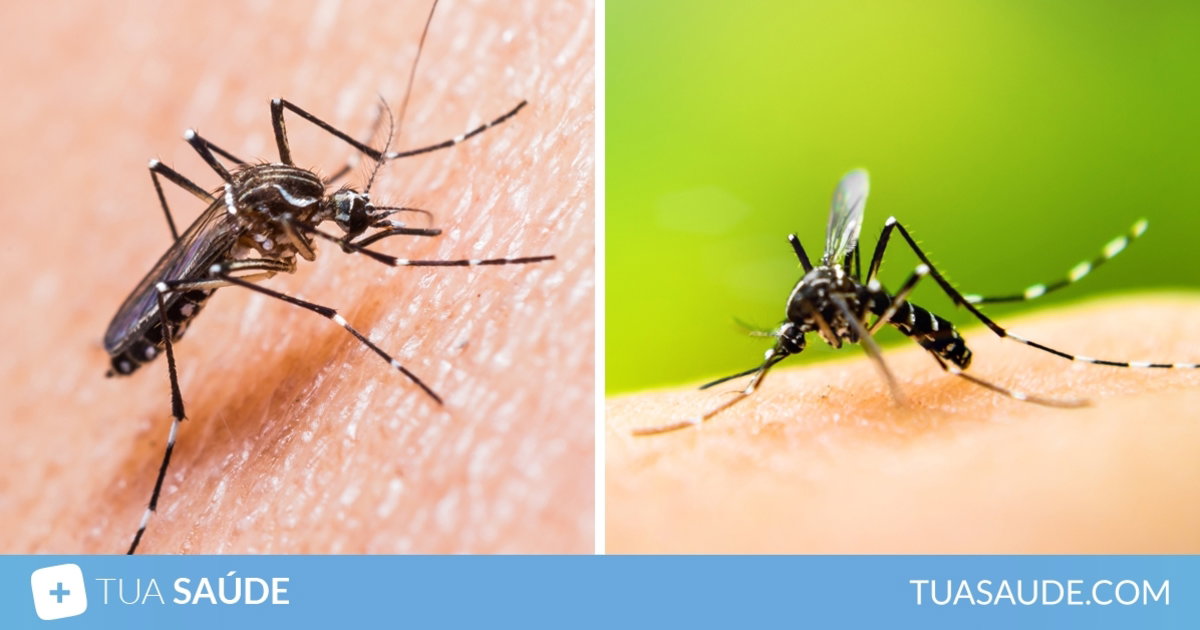 Como identificar o mosquito da Dengue Aedes aegypti Tua Saúde