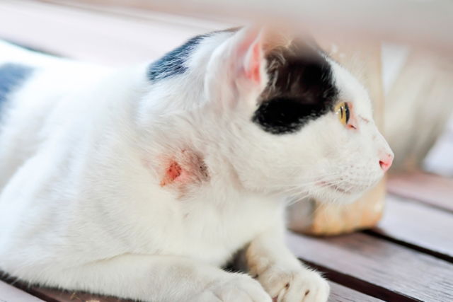 Enfermedades Que Transmiten Los Gatos A Los Humanos Tua Sa De