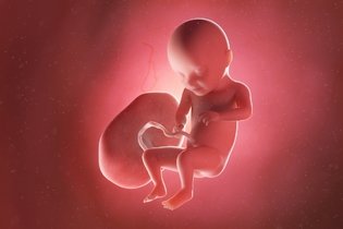 Imagem ilustrativa do artigo Desenvolvimento do bebê - 31 semanas de gestação