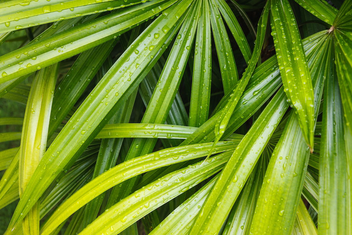 6 Plantas Que Purificam O Ar E Melhoram A Saúde Tua Saúde 0960