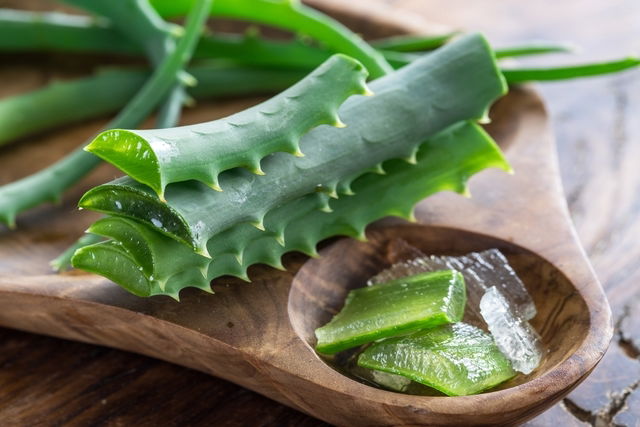 Image illustrative de l'article Aloe vera (plante) : 10 bienfaits et comment l'utiliser