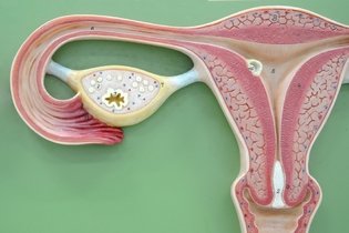 Ovulação tardia: o que é, causas e o que fazer