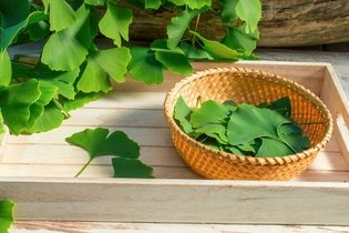 Illustrative image of the article Ginkgo Biloba: Benefits, Side Effects & How to Take It