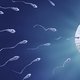 Fecundación: qué es, cómo ocurre y cómo es el desarrollo embrionario