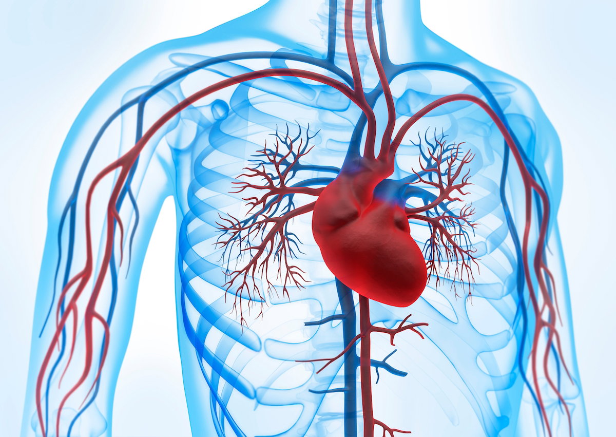 Sistema Cardiovascular Funciones