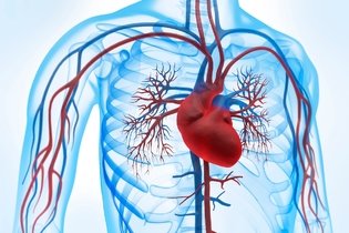 Imagen ilustrativa del artículo Sistema cardiovascular: funciones, órganos y enfermedades