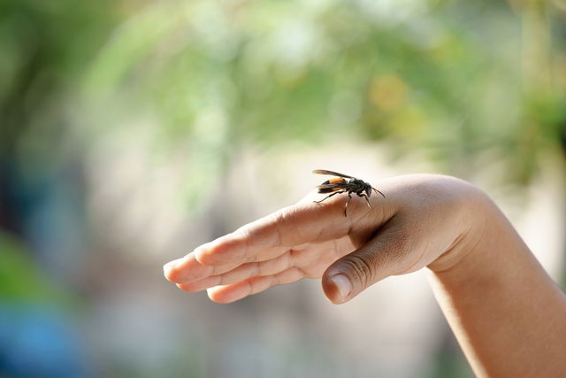 Wasp Sting Treatment For Swelling When To See A Doctor Tua Sa de