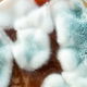 Aspergilose: o que é, sintomas, transmissão e tratamento