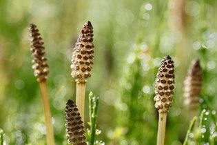 Horsetail Tea: 7 Health Benefits, How to Make & Side Effects