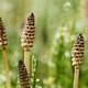 Horsetail Tea: What It's For, How to Make it & Side Effects