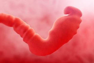 Desenvolvimento do bebê – 1-3 semanas de gestação