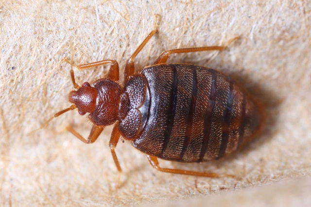 bed bug bites on genital area