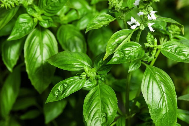 10 Basil Benefits for Your Health with Nutritional Info Recipes