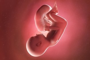 Imagen ilustrativa del artículo 37 semanas de embarazo: desarrollo del bebé y cambios en la mujer