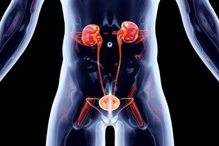 6 principais doenças do sistema urinário (e como tratar)