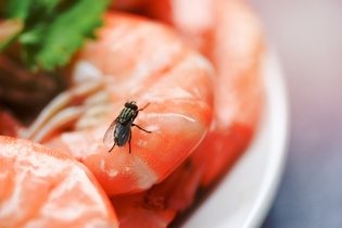 Imagem ilustrativa do artigo Virose da mosca: o que é, sintomas, transmissão e tratamento
