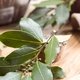 Bay Leaf: Health Benefits, How to Make Tea & Side-Effects