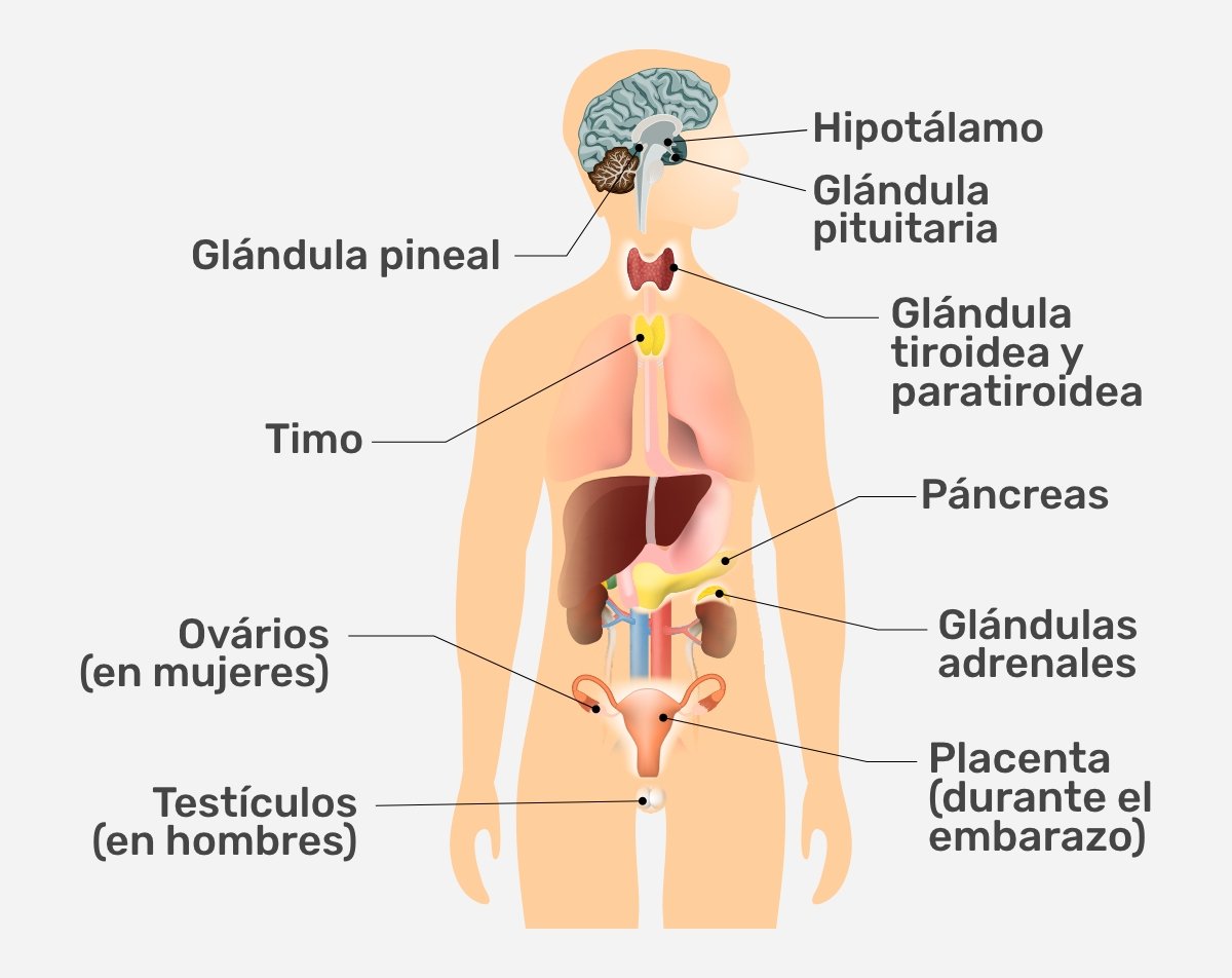 Inspección científico Pórtico Sistema endocrino: qué es, funciones y glándulas