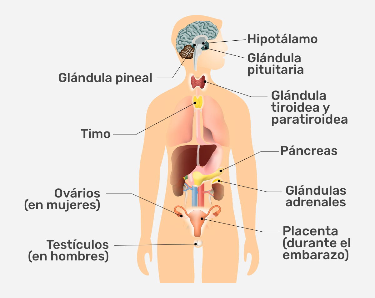 Sistema Endocrino Qué Es Funciones Y Glándulas Tua Saúde 