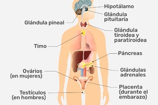 Imagen ilustrativa del artículo Sistema endocrino: qué es, funciones y glándulas