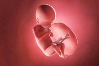 Imagen ilustrativa del artículo 18 semanas de embarazo: desarrollo del bebé y cambios en la mujer