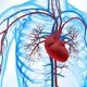 Sistema cardiovascular: funções, anatomia e doenças comuns