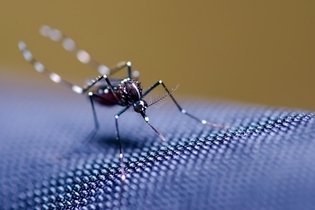 12 sintomas da Chikungunya e quanto tempo duram