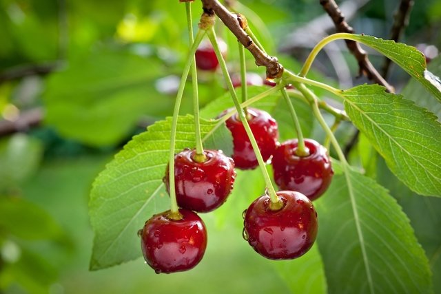 11 benefícios da cereja para a saúde e como consumir